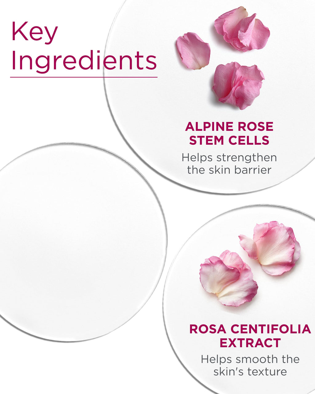 Andalou Naturals 1000 Roses Biome Balancing Day Cream — Lightweight Hydration for Sensitive Skin