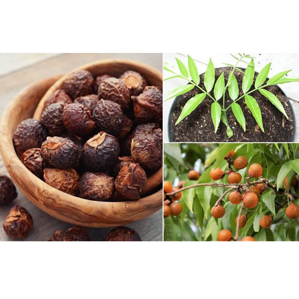 AnNafi Reetha | Organic Soap Nuts for Hair Care, Shampoo & Laundry (100g)
