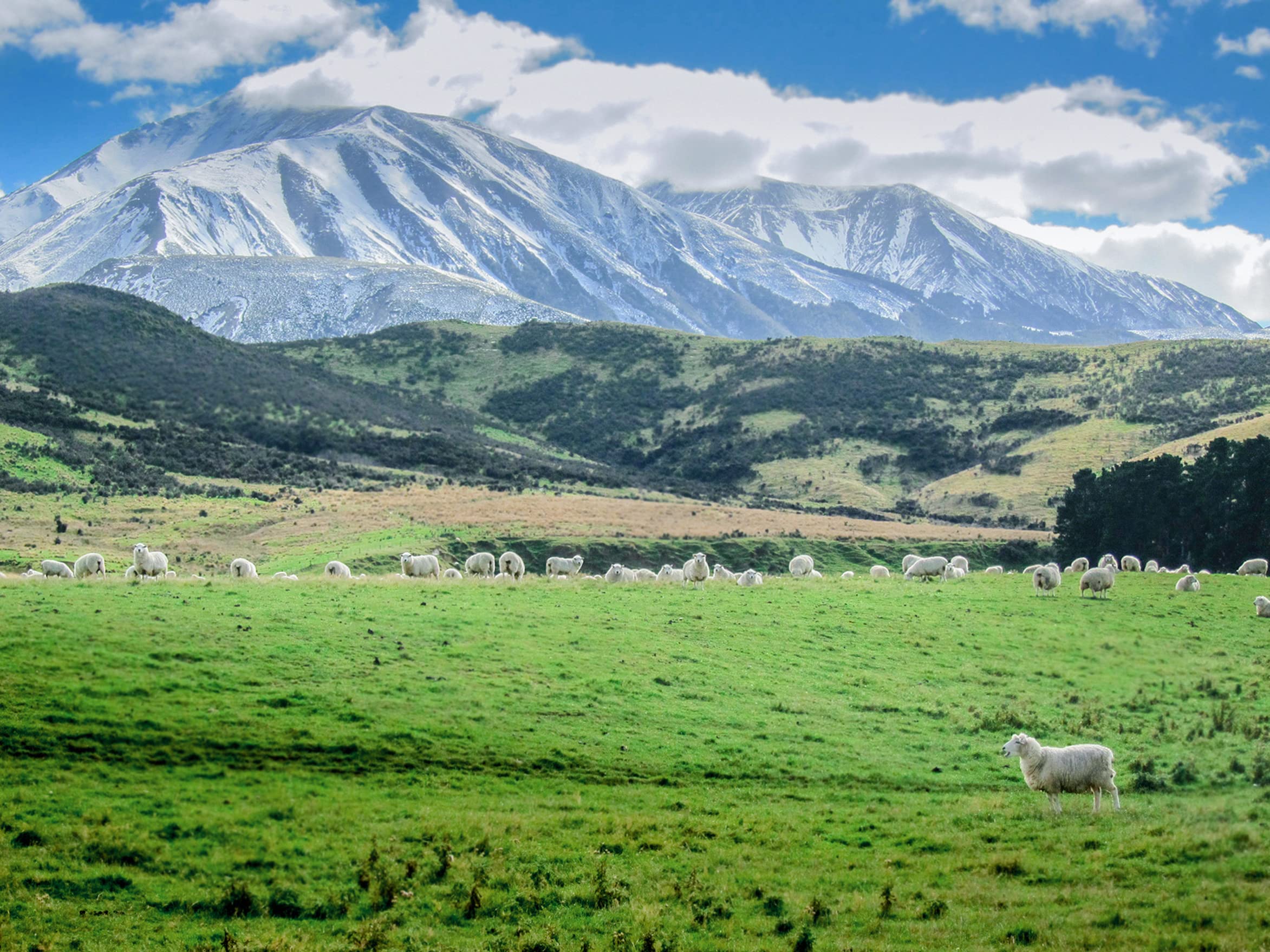 Antler Farms - 100% Pure New Zealand Lanolin (100g) | Skin Moisturizer and Protectant