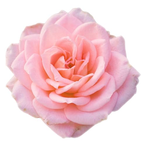 Arm & Hammer 6 Pack Liquid Hand Soap – Gentle Rose Scent, Organic, 14 oz