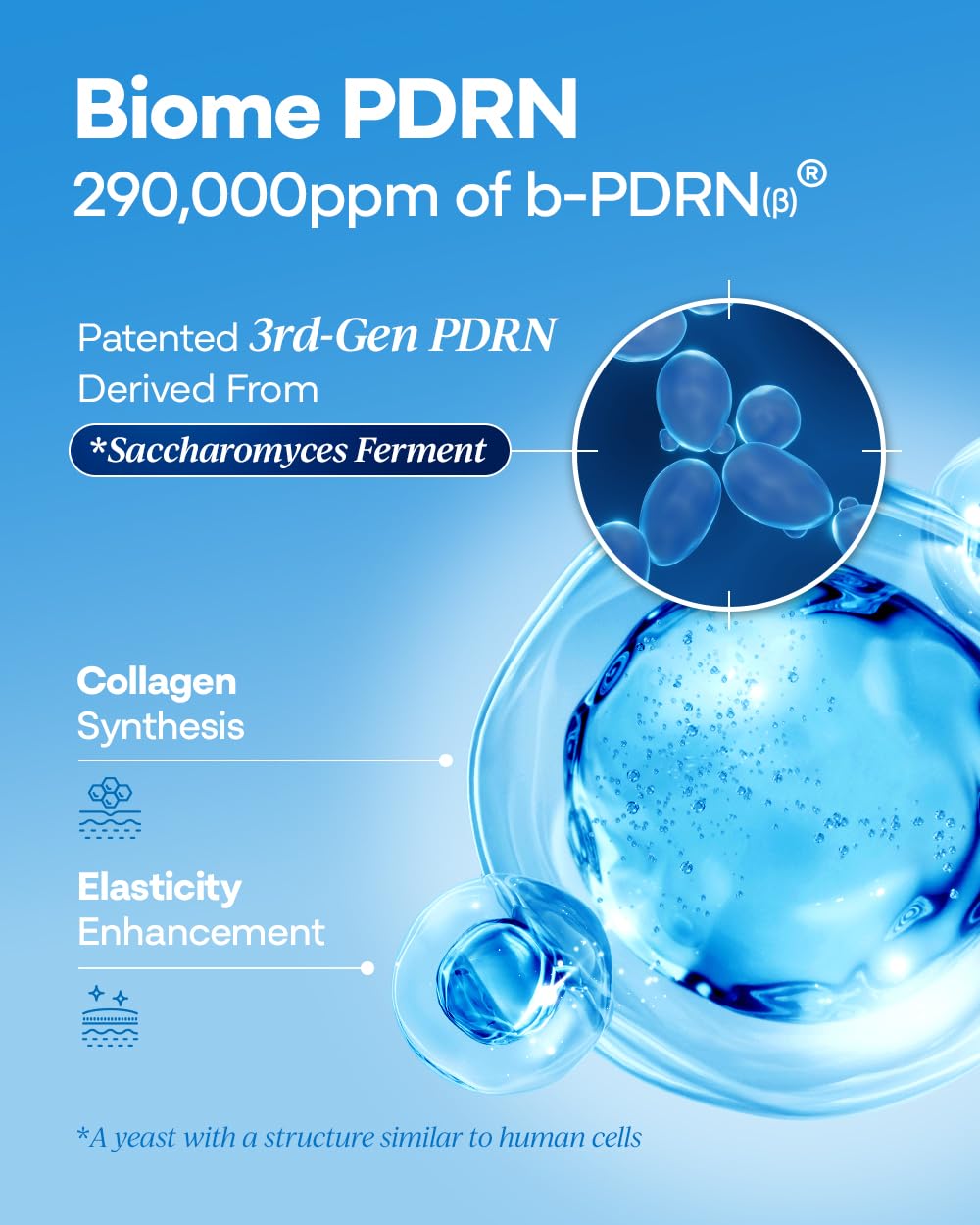 Bano PDRN 1000 Cream – PDRN & Collagen Firming Cream for Sensitive Skin | Fragrance-Free