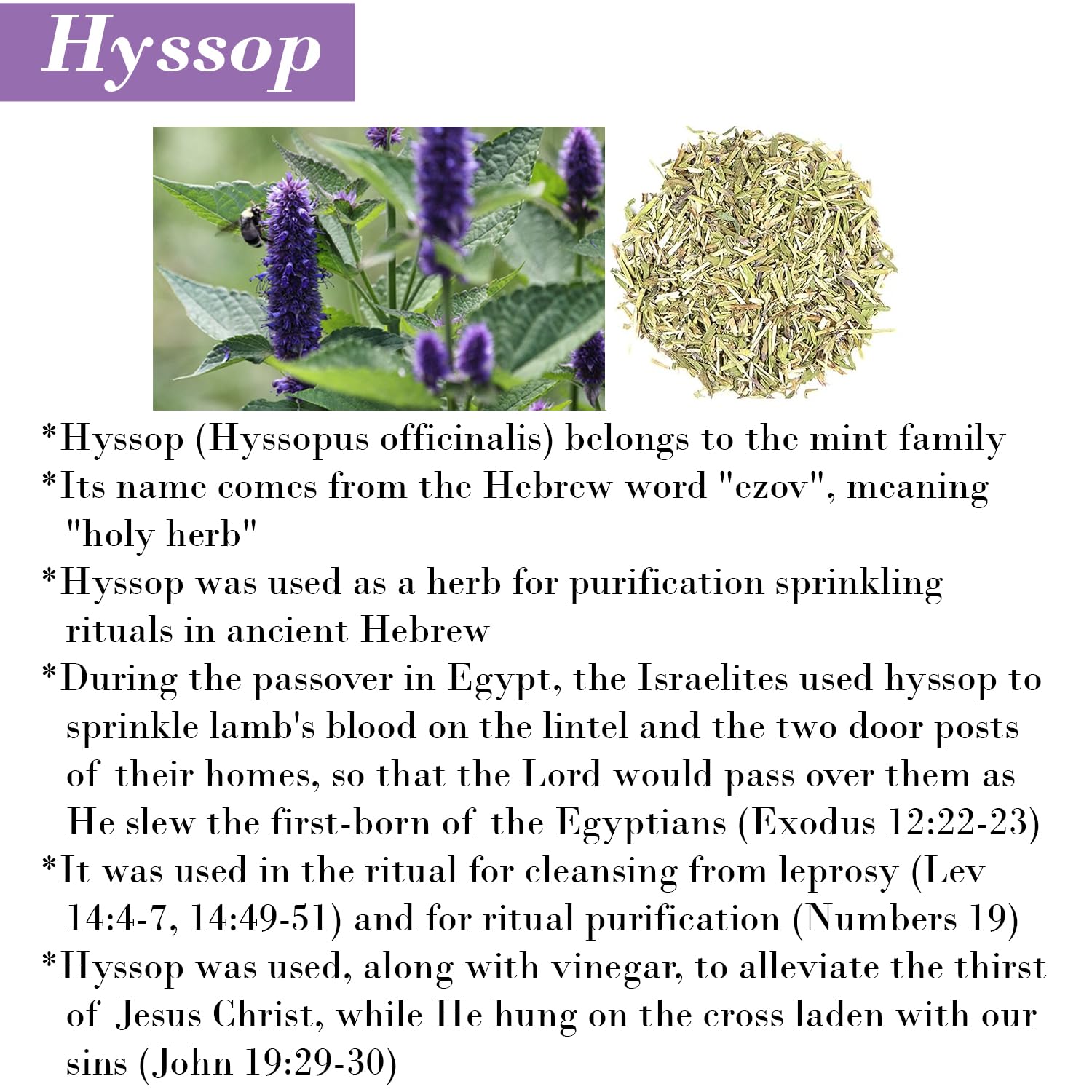 BIBLE N Beautyoils Cleanse Me With Hyssop: Organic Hyssop Infused Hair & Body Wash