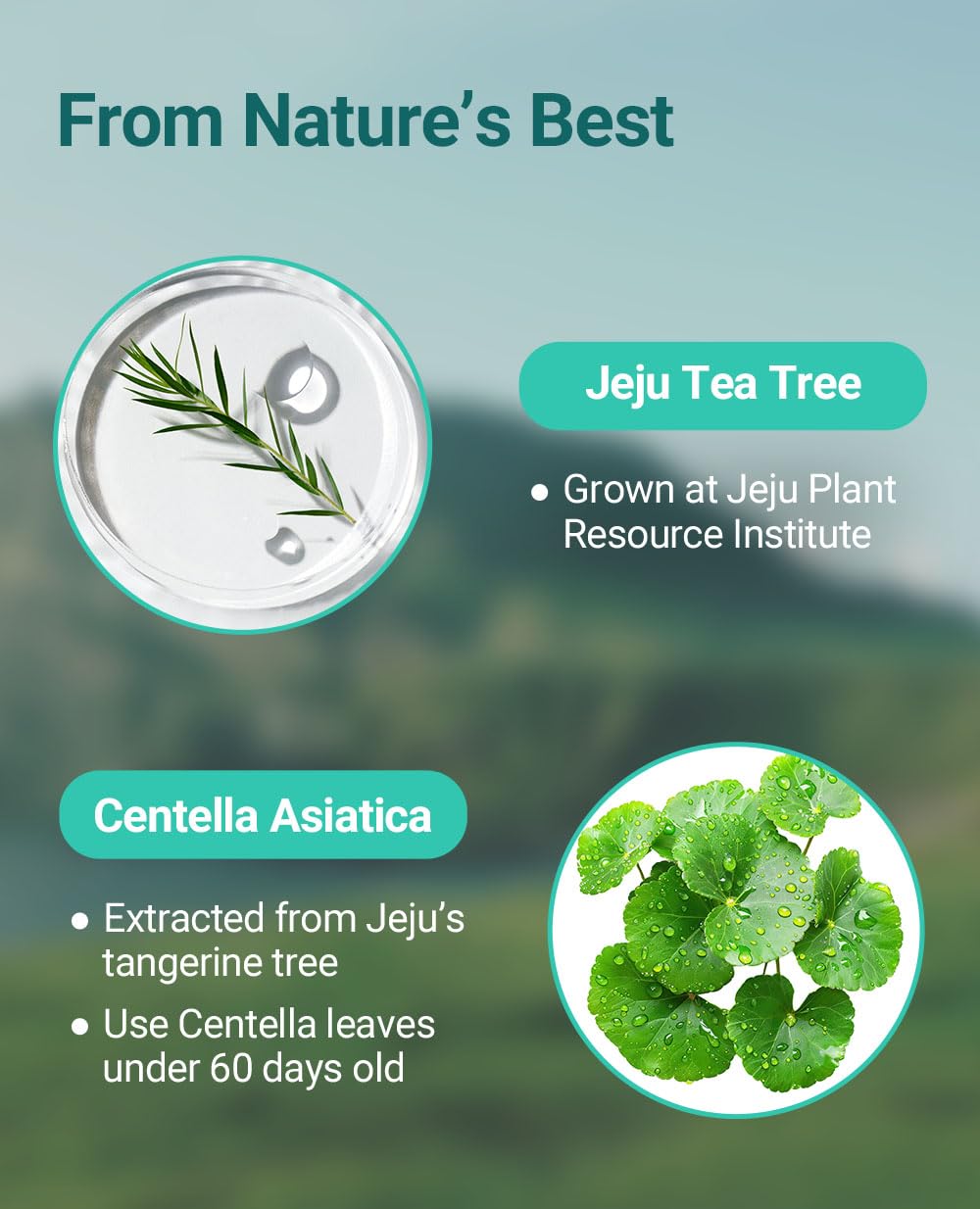 BRING GREEN Tea Tree Cica Trial Kit — Travel-Size Korean Skincare for Acne-Prone Skin