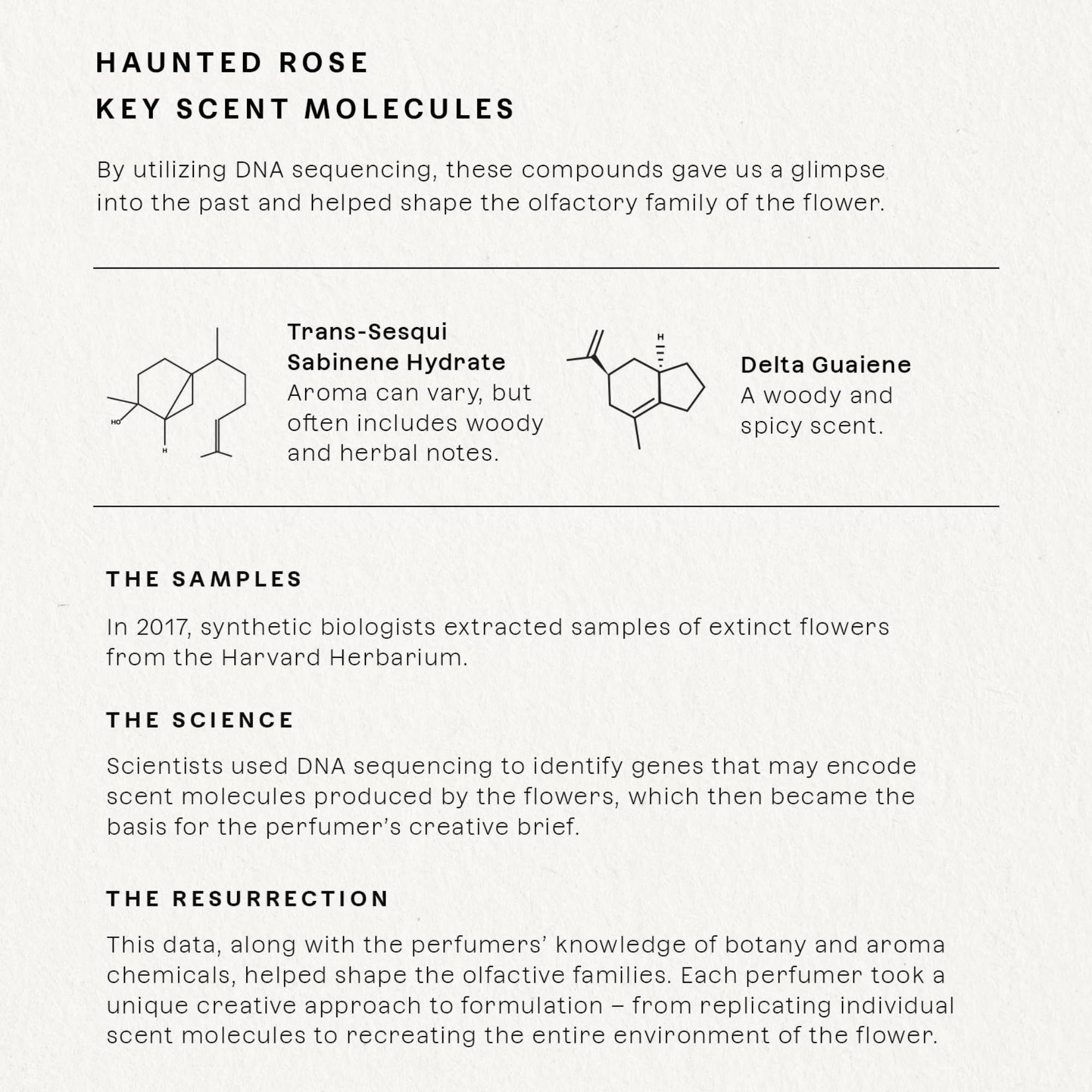 Future Society Haunted Rose Perfume – Smoky Floral EDP with Pepper, Rose, Amber & Sandalwood | 50ml