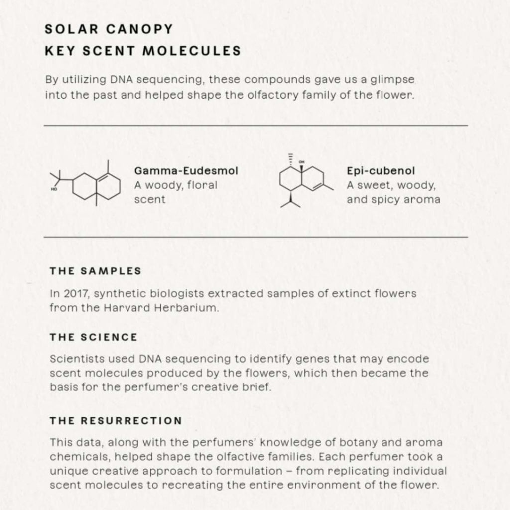 Future Society Solar Canopy Perfume – Rich Fruity Floral EDP with Bergamot, Rose & Vetiver | 50ml