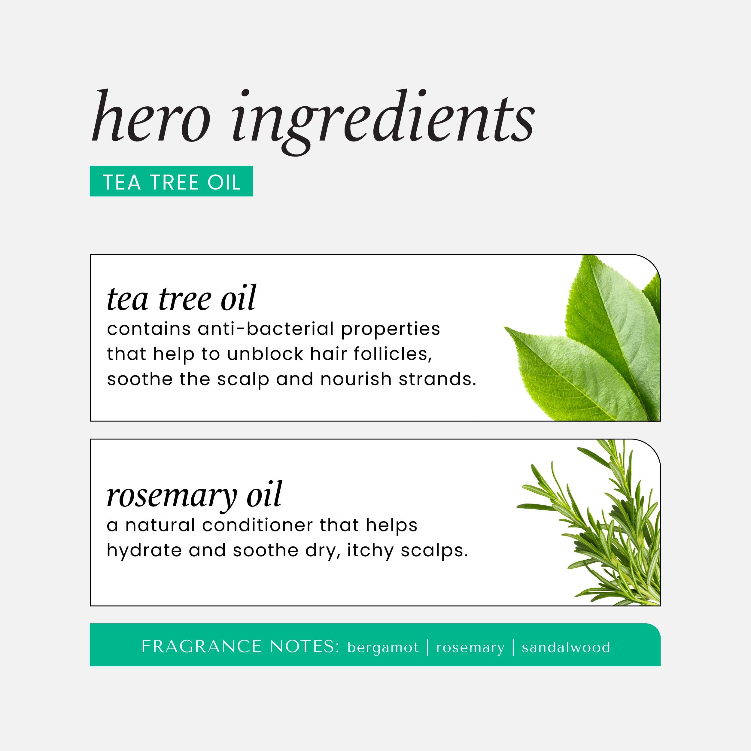 HASK Dry Shampoo Duo (4.3 oz x2) & Argan Oil Deep Conditioner Packette – Tea Tree, Color Safe