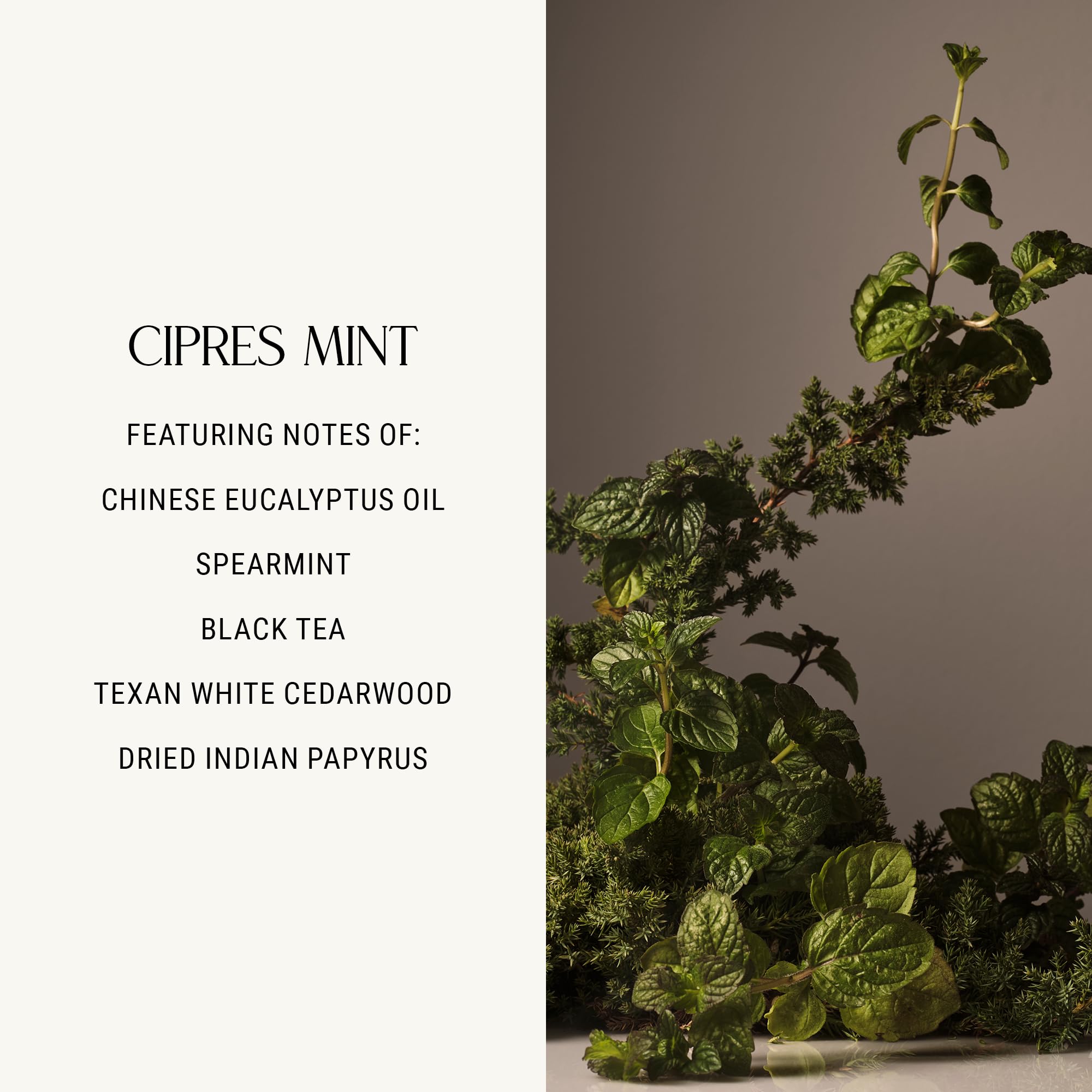 Homecourt Hand Cream – Non-Greasy Hydration for Soft Hands (Cipres Mint, 12 oz) | Dermatologist Tested, Clean Formula
