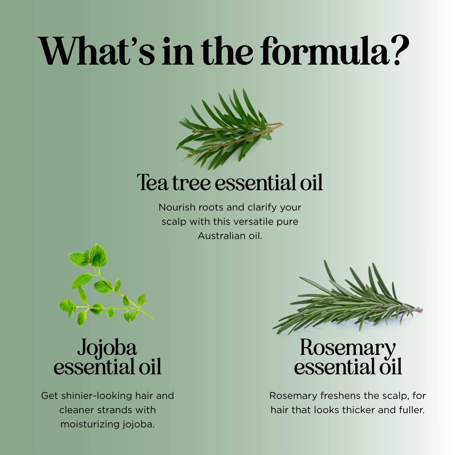 HONEYDEW Invigorating Tea Tree Mint Shampoo for Oily Hair – Rosemary Mint Clarifying Formula