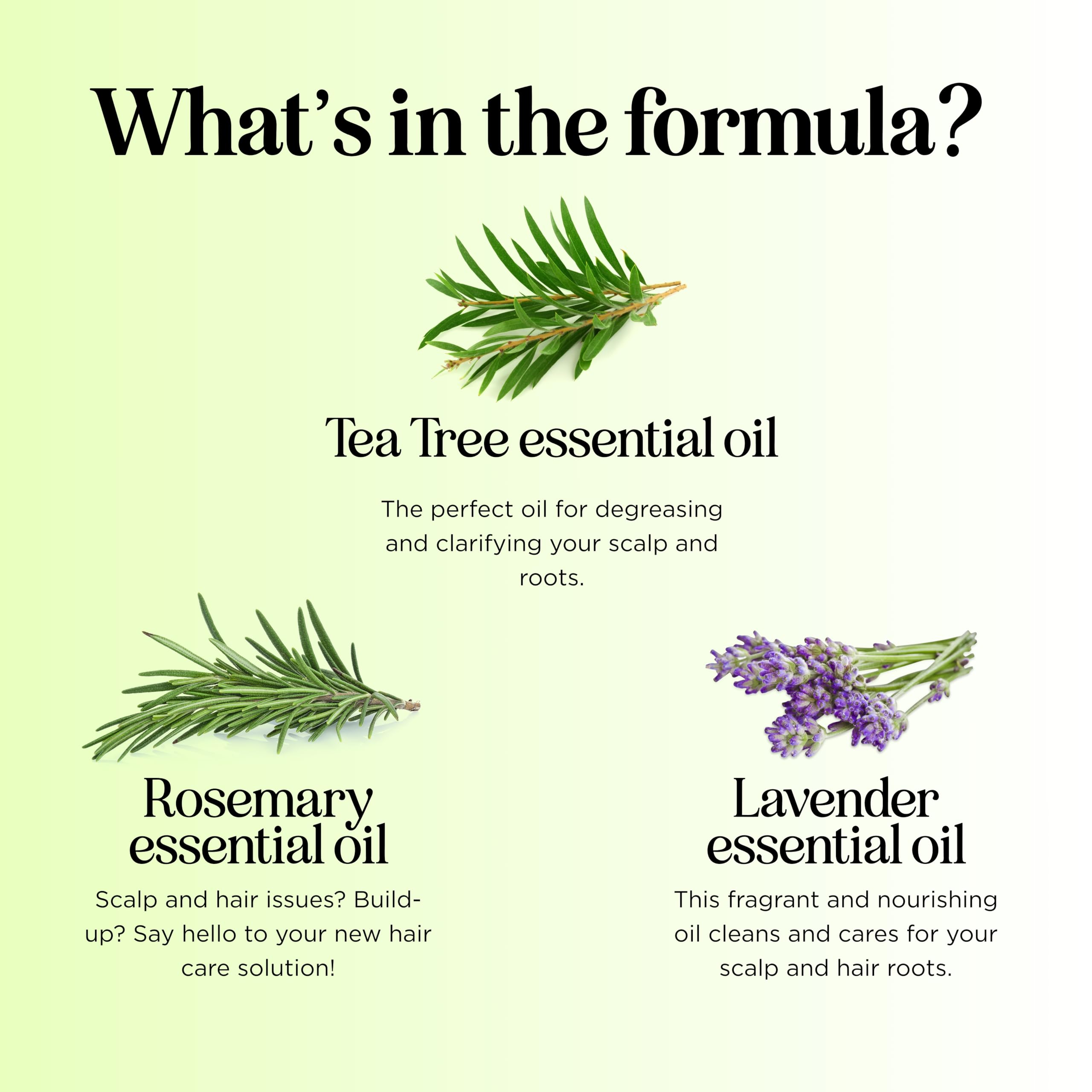 Maple Holistics Clarifying Shampoo for Build Up & Oily Hair – Tea Tree & Rosemary