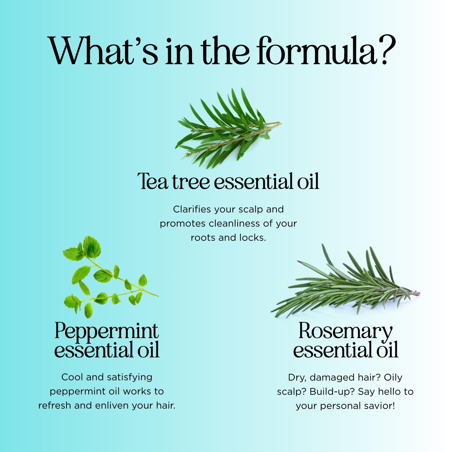 Maple Holistics Rosemary Tea Tree Mint Shampoo – Clarifying, Sulfate-Free (16oz)