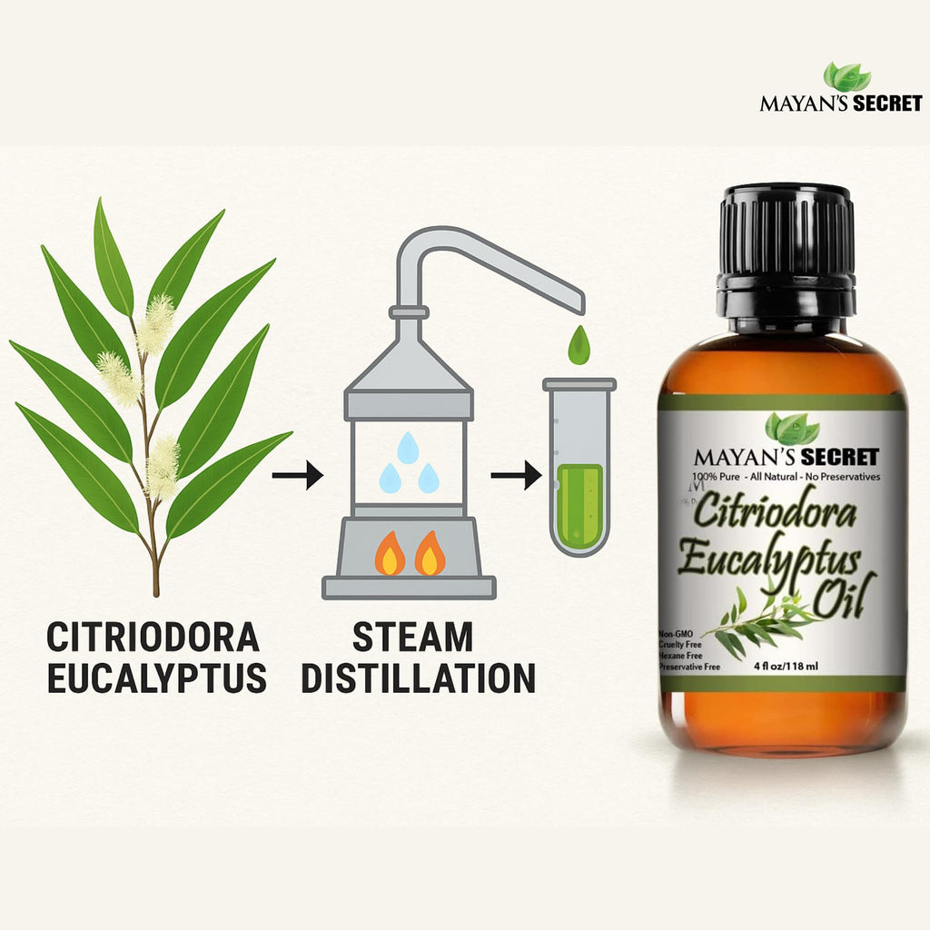 Mayan's Secret Citriodora Eucalyptus Oil – Pure Carrier & Essential Oil, 4oz