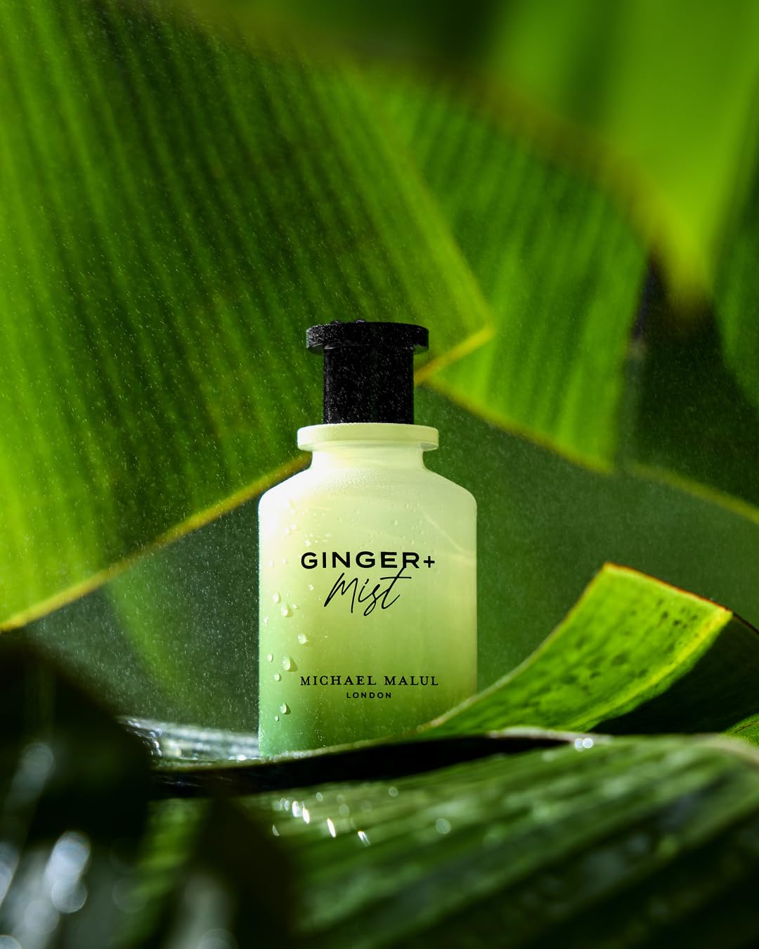 Michael Malul Ginger + Mist Eau de Parfum for Men – 100ml | Fresh Ginger & Mist