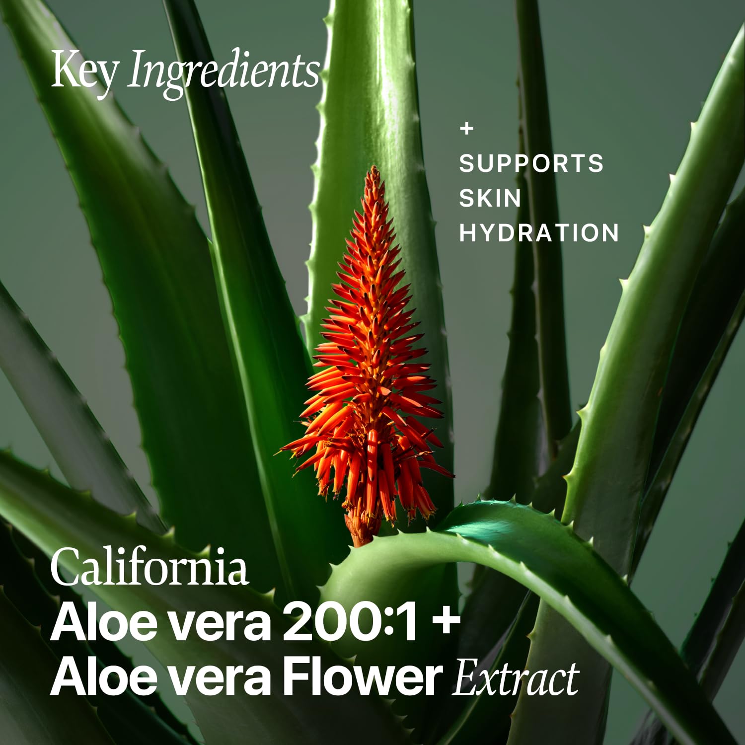 Nature Republic Real Squeeze Aloe Vera Essence – Lightweight Hydration & Glow, 50ml