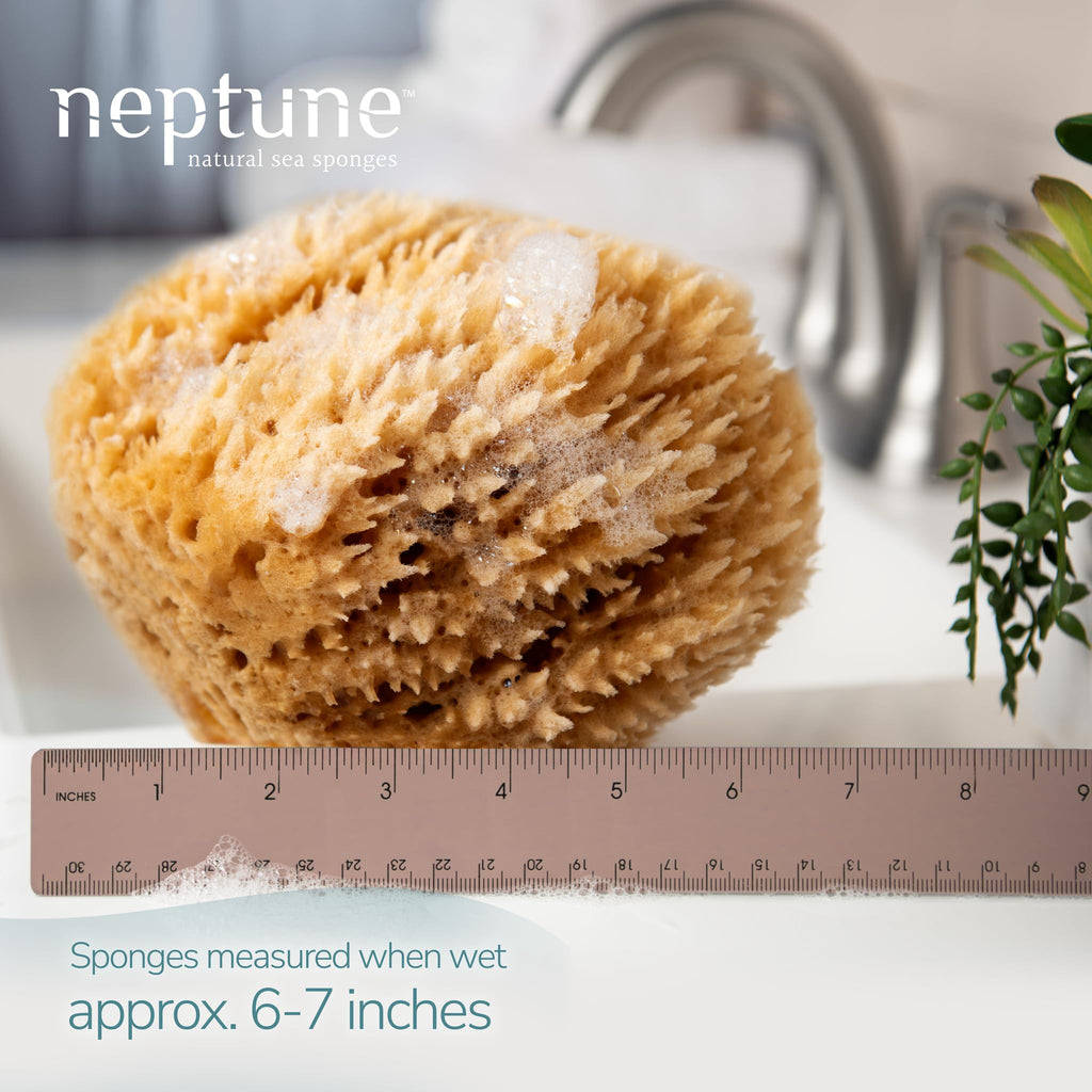 Neptune Caribbean Sea Sponge – Hand-Cut, Large (Pack of 2) | Natural Bath Sponge