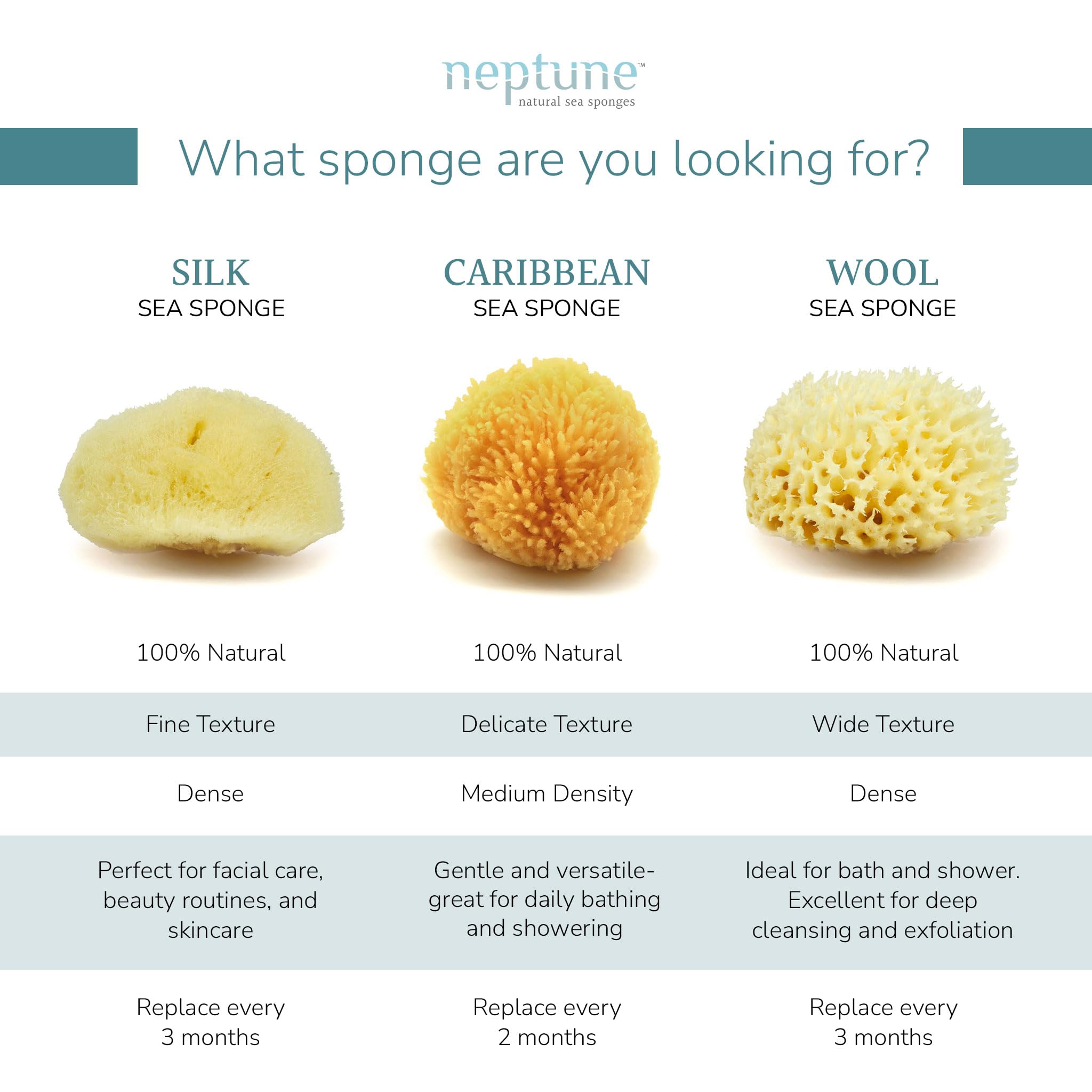 Neptune Caribbean Sea Sponge – Hand-Cut, Large (Pack of 2) | Natural Bath Sponge