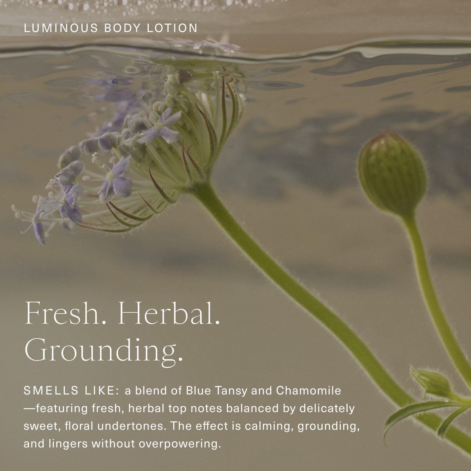 Oak Essentials Luminous Body Lotion | Hydrating Blue Tansy, Rose Oil, Turmeric, Shea Butter & Coconut Oil