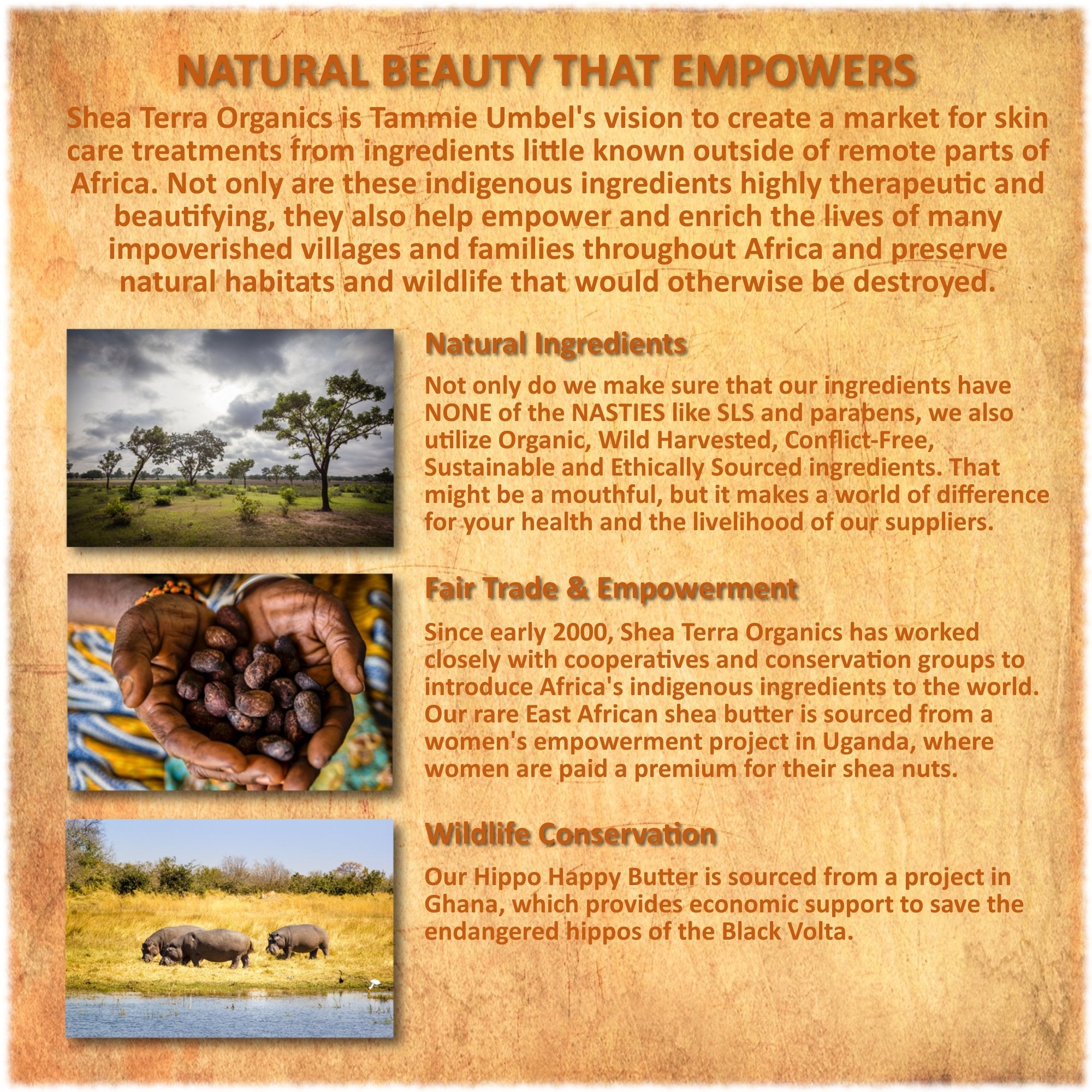 Shea Terra Organics Nilotik’ Shea Butter Lotion with Dakara Frankincense – Ultra-Rich Daily Moisturizer, 16 oz