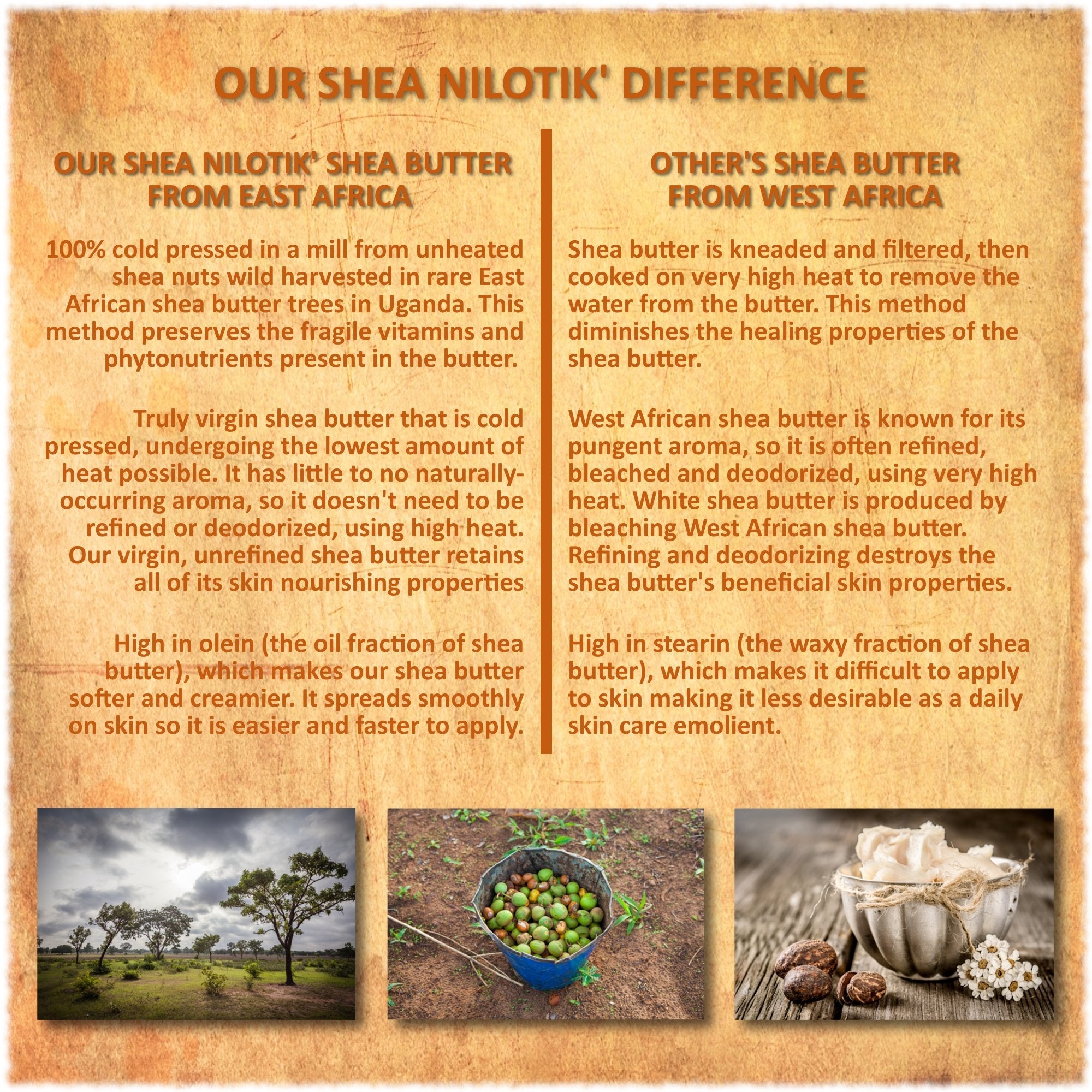 Shea Terra Organics Nilotik’ Shea Butter Lotion with Dakara Frankincense – Ultra-Rich Daily Moisturizer, 16 oz