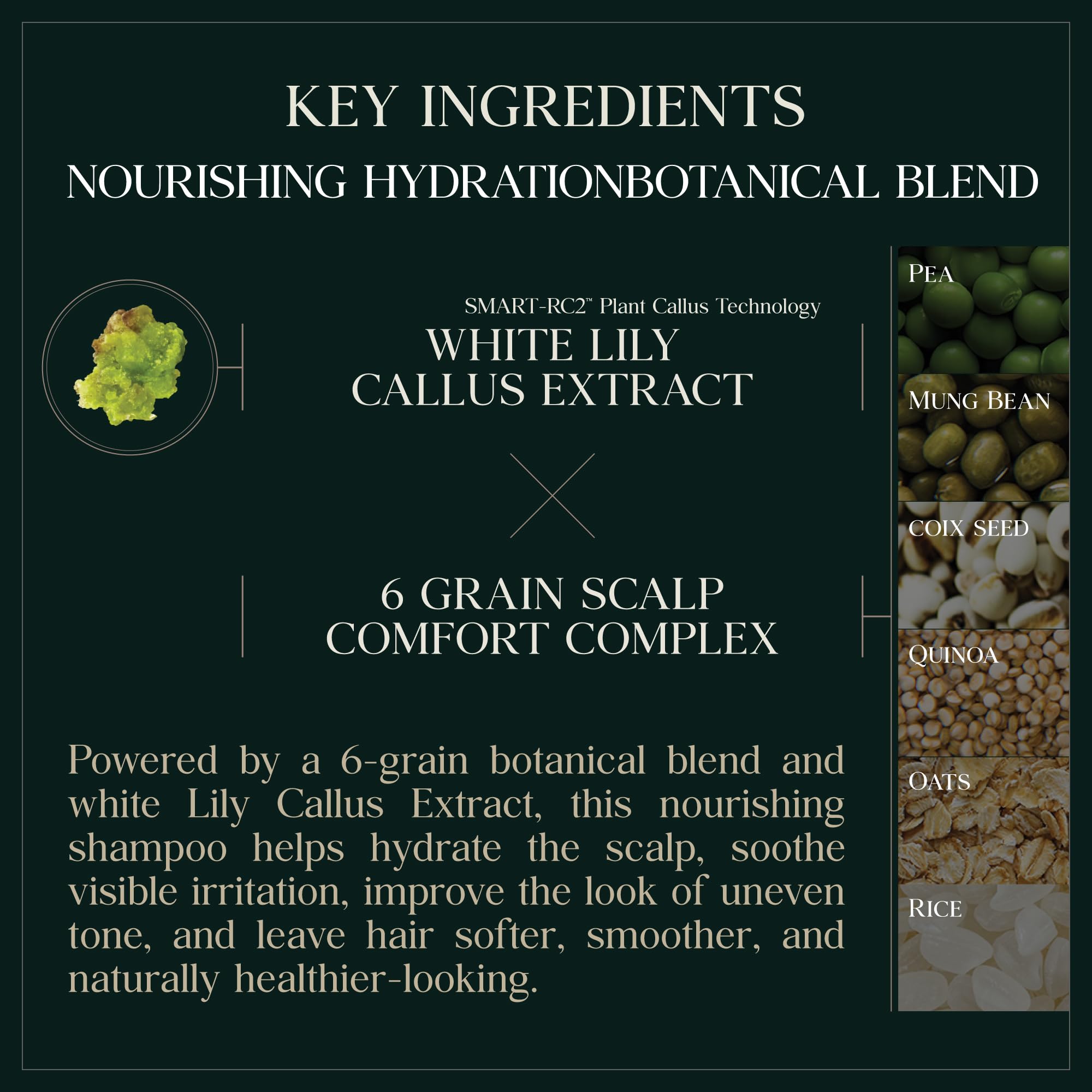 PUREBBLE Nourishing Botanic Cellcare Shampoo 500ml | Gentle, pH-Balanced & Color-Safe