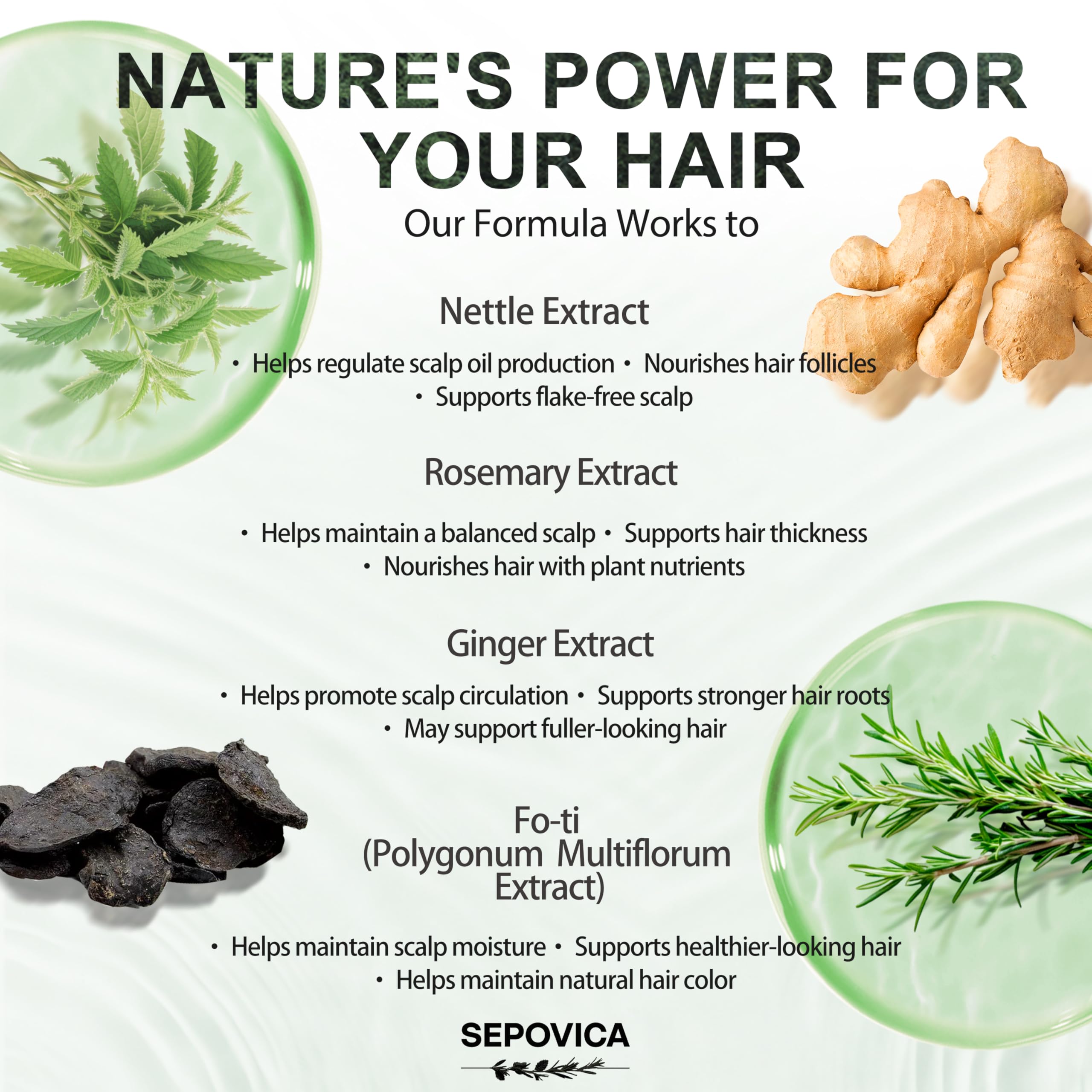 SEPOVICA Nettle & Rosemary Shampoo – Hair Growth, Thinning Hair & Oil Control | Volumizing, Paraben Free (6.76 fl oz)