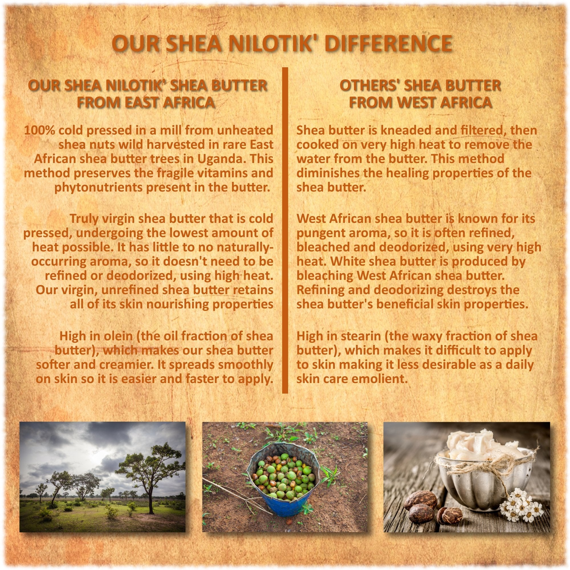 Nilotik’ Shea Butter Ultra-Rich Lotion – Marrakesh Menthe Vanilla, 16 oz | Shea Terra Organics