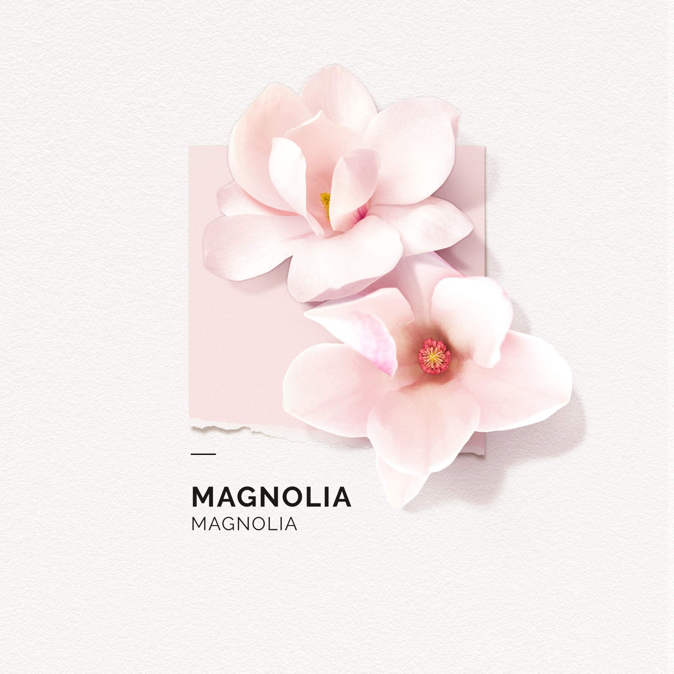 Solinotes Magnolia Perfume for Women – EDP, Vegan, Made in France
