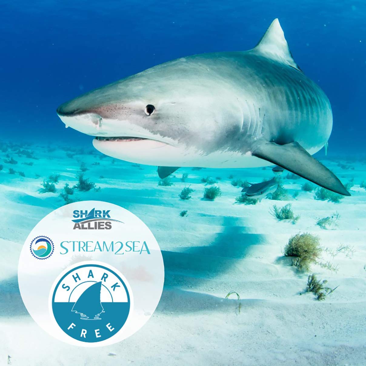 STREAM 2 SEA Squalane Olive-Based Moisturizer – Reef Safe, Shark-Free, Vitamin E, 2 fl oz