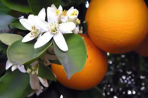 Sweet Essentials Premium Organic Moroccan Neroli Water – 4oz | Face & Neck Hydration