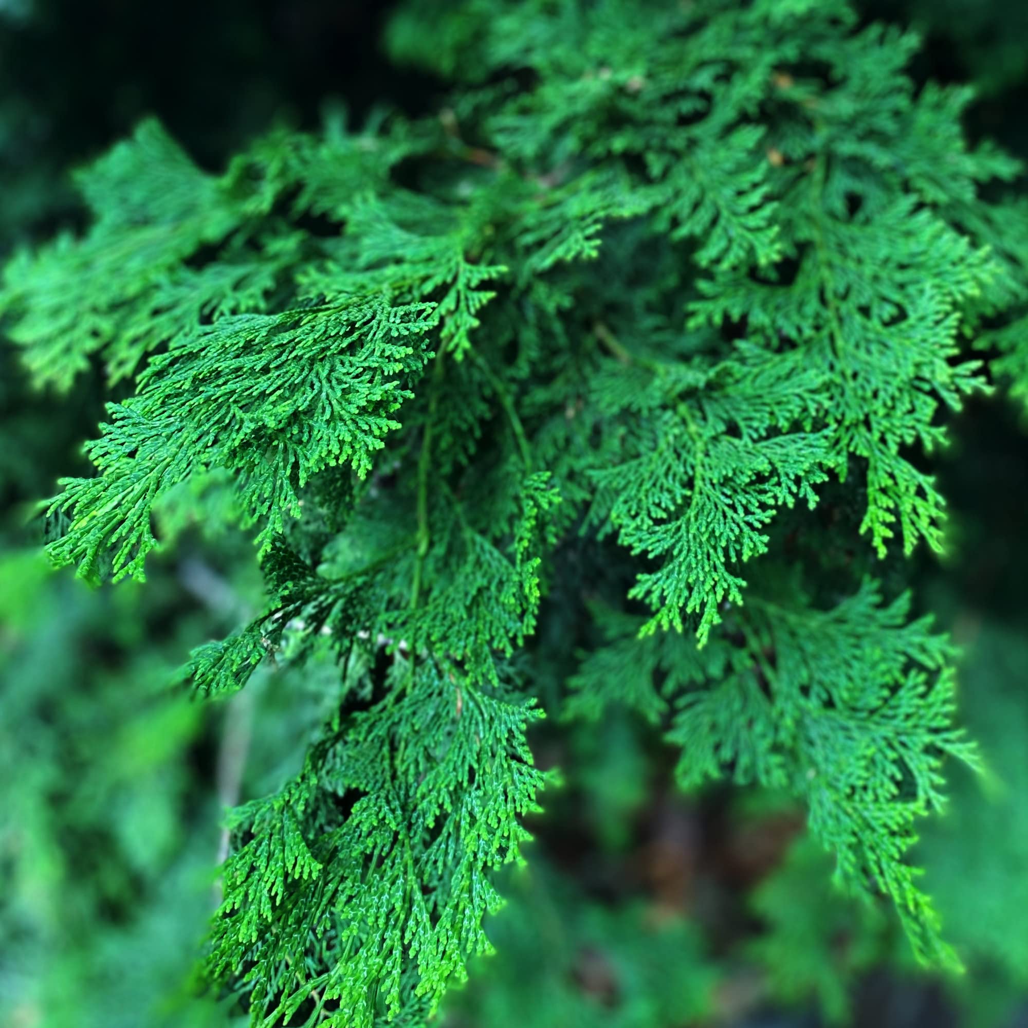 TE + TE Hinoki Body Wash – Gentle, Hydrating Cleanse with Japanese Hinoki Essential Oil | Vegan