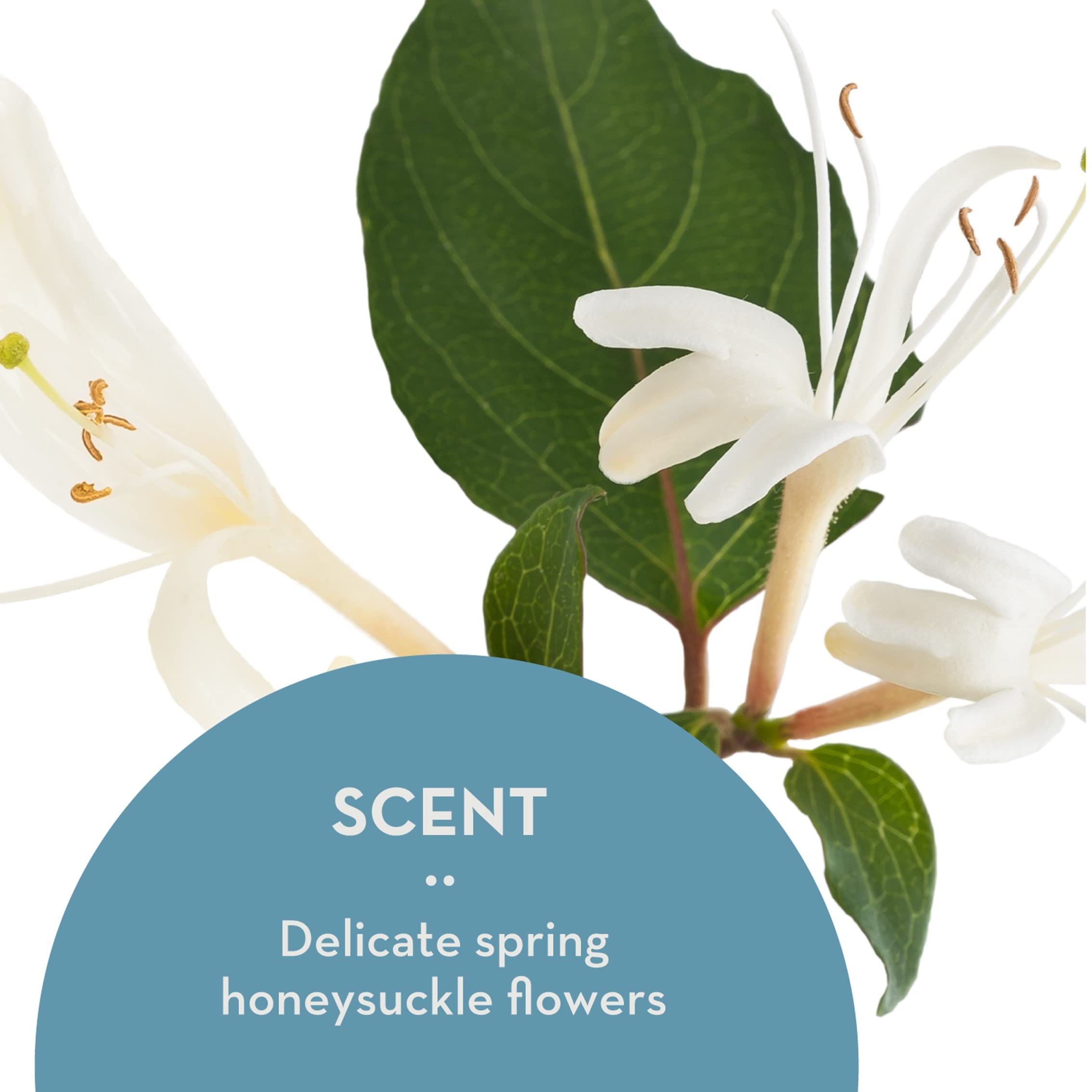 The Organic Skin Co Anti Aging Dream Cream with Vitamin C, Amla Oil & Honeysuckle