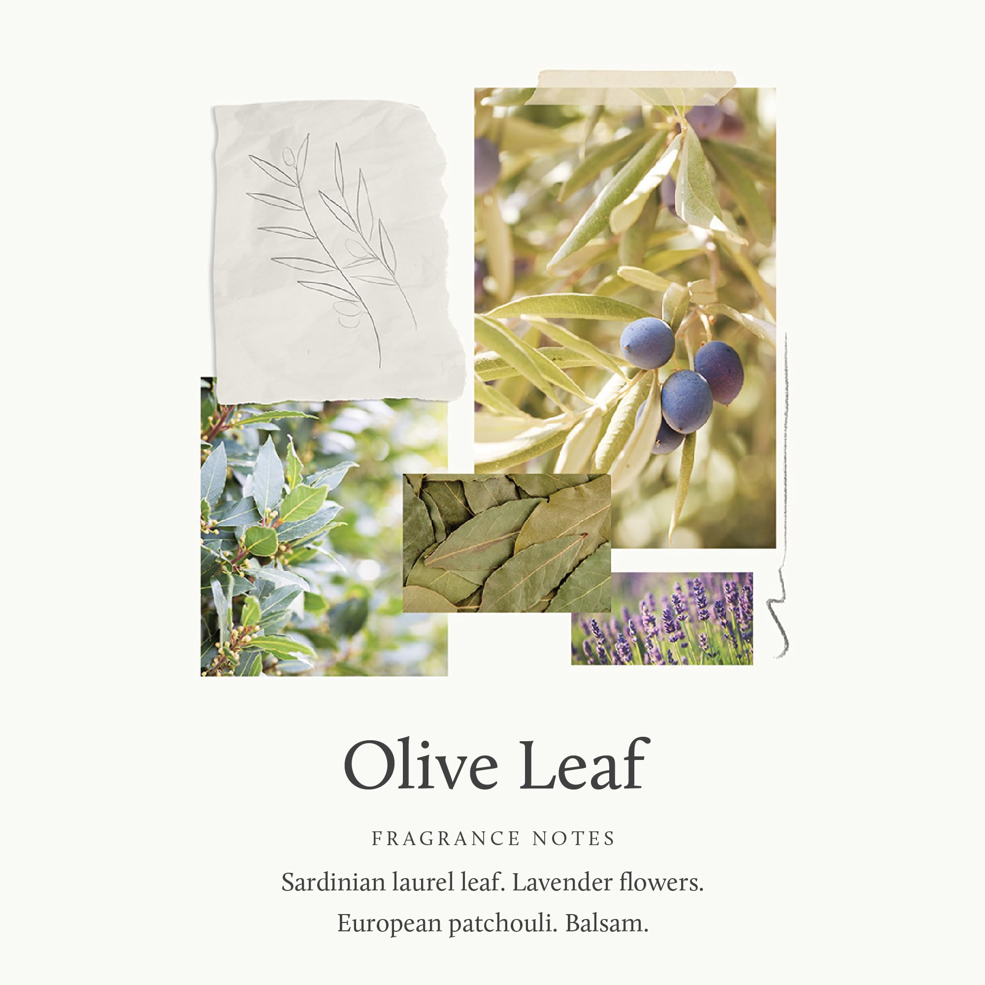 Thymes Bath Soap - Olive Leaf, 6 oz | Hydrating Triple-Milled Bar