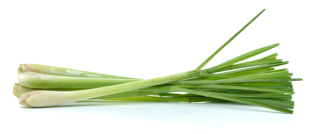 US Organic 100% Pure Lemongrass Essential Oil – USDA Organic, Steam Distilled, 10ml (Pack of 2)